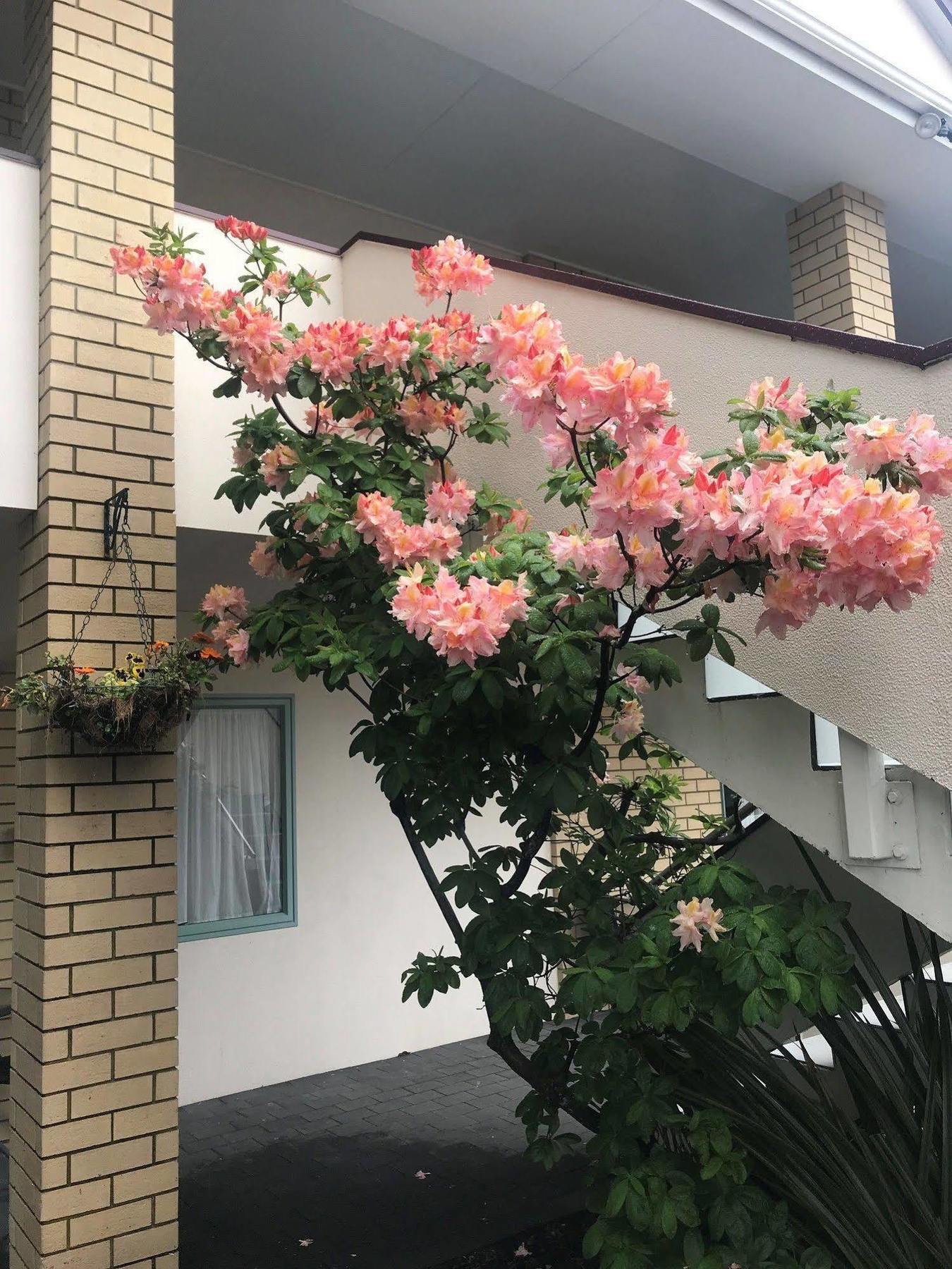 Fenton Court Motel Роторуа Екстериор снимка